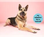 Small Photo #5 German Shepherd Dog-Unknown Mix Puppy For Sale in Santa Cruz, CA, USA