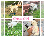 Puppy Green Girl Golden Retriever