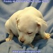 Small Photo #277 Dogo Argentino Puppy For Sale in PINEVILLE, MO, USA
