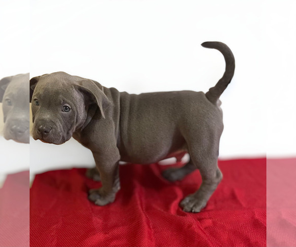Medium Photo #18 American Bully Puppy For Sale in UPPER MARLBORO, MD, USA