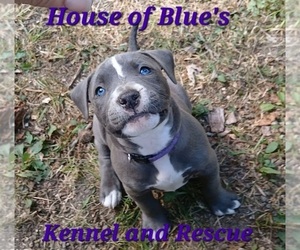 American Pit Bull Terrier Puppy for Sale in DELAWARE, Ohio USA