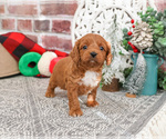 Small #2 Cavapoo (Miniature)