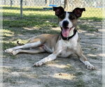 Small Rat Terrier Mix