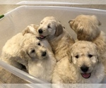 Small Photo #28 Goldendoodle-Poodle (Standard) Mix Puppy For Sale in BATON ROUGE, LA, USA