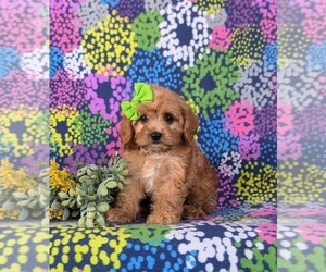 Cavapoo Puppy for sale in QUARRYVILLE, PA, USA