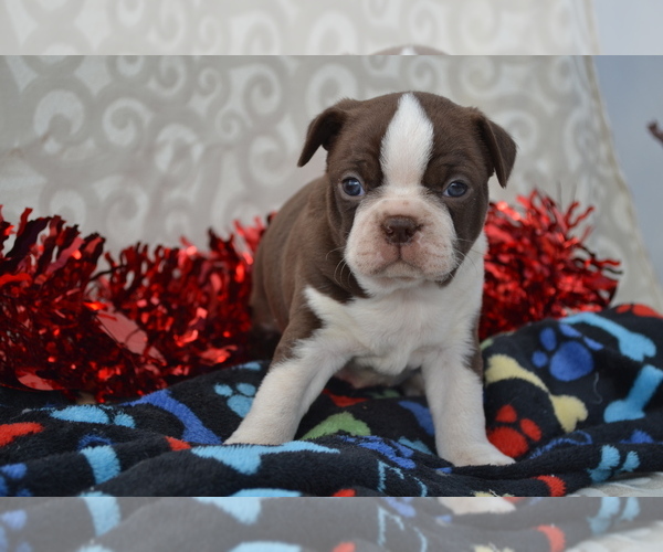 Medium Photo #7 Boston Terrier Puppy For Sale in GREENWOOD, WI, USA