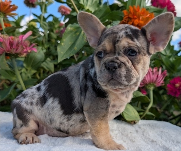 Medium Photo #4 French Bulldog Puppy For Sale in GOSHEN, IN, USA
