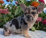 Small Photo #4 French Bulldog Puppy For Sale in GOSHEN, IN, USA