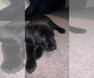 Bernedoodle-Labrador Retriever Mix Dog for Adoption in GREENVILLE, Pennsylvania USA