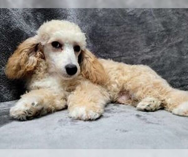 Medium Photo #3 Poodle (Toy) Puppy For Sale in Lincolnwood, IL, USA