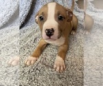 Puppy Loki American Bully