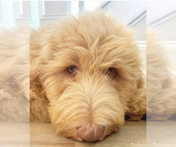 Medium Photo #4 Goldendoodle-Poodle (Standard) Mix Puppy For Sale in WAKE FOREST, NC, USA
