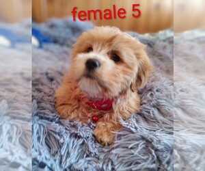Silky Cocker Puppy for sale in WOBURN, MA, USA