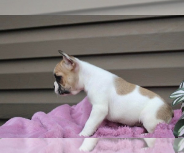 Medium Photo #9 French Bulldog Puppy For Sale in LIBERTY, KY, USA