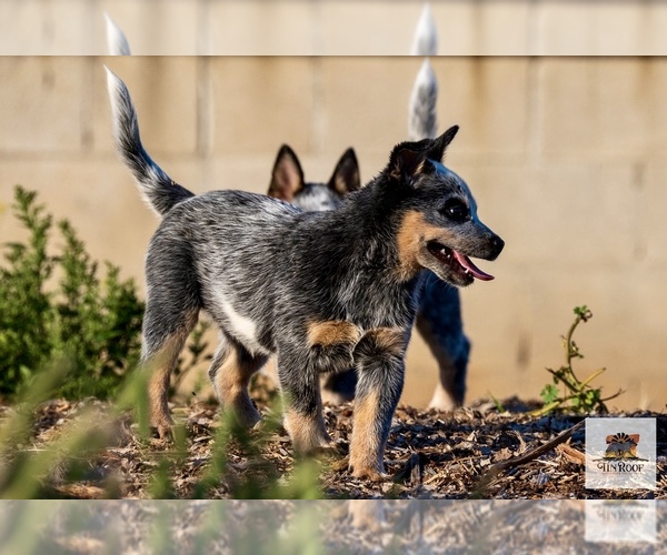 Medium Photo #2 Australian Cattle Dog Puppy For Sale in ESCONDIDO, CA, USA