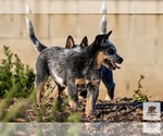 Small #1 Australian Cattle Dog
