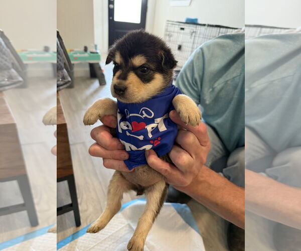 Medium Photo #1 German Shepherd Dog-Huskies  Mix Puppy For Sale in The Woodlands, TX, USA