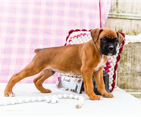 Medium Photo #4 Boxer Puppy For Sale in WAKARUSA, IN, USA