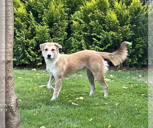 Golden Retriever-Unknown Mix Dogs for adoption in Germantown, OH, USA