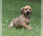 Small #1 Retriever  Mix