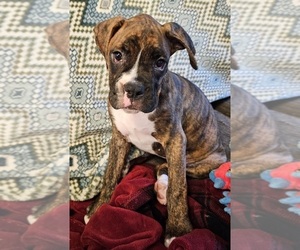 Boxer Puppy for sale in BRIGHTON, CO, USA