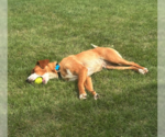 Small #1 Retriever  Mix