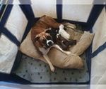 Small #8 Boxer