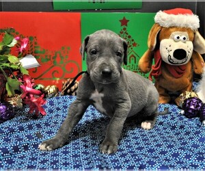 Great Dane Puppy for sale in BANGOR, WI, USA