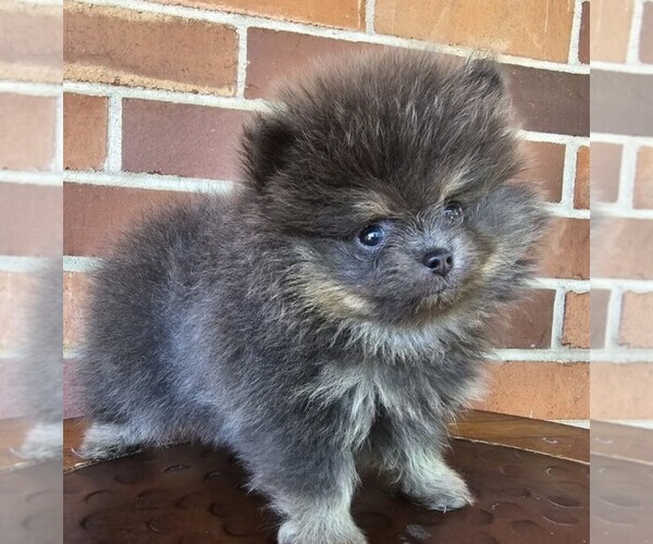 Medium Photo #17 Pomeranian Puppy For Sale in HOUSTON, TX, USA