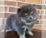 Small #16 Pomeranian