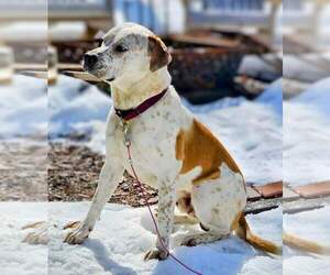 Dylan - Male American Staffordshire Terrier-Unknown Mix Dog for Adoption - Photo #3