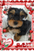Small Photo #6 Yorkshire Terrier Puppy For Sale in DOUGLAS, GA, USA