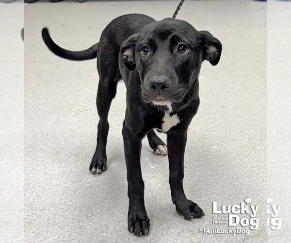 Medium Photo #3 Labrador Retriever-Unknown Mix Puppy For Sale in Washington, DC, USA