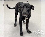 Small #2 Labrador Retriever Mix
