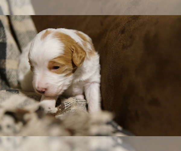 Medium Photo #5 Golden Mountain Doodle  Puppy For Sale in JIM FALLS, WI, USA