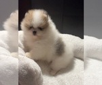 Small #3 Pomeranian