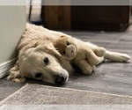 Small #9 English Cream Golden Retriever