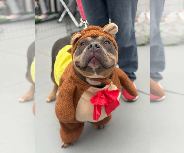 Medium Photo #8 American Bulldog Puppy For Sale in Visalia, CA, USA