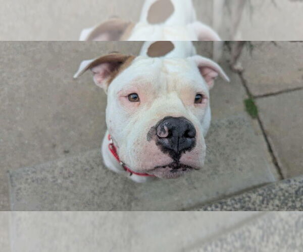 Medium Photo #7 American Pit Bull Terrier-American Staffordshire Terrier Mix Puppy For Sale in Wenonah, NJ, USA