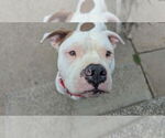 Small #6 American Pit Bull Terrier-American Staffordshire Terrier Mix