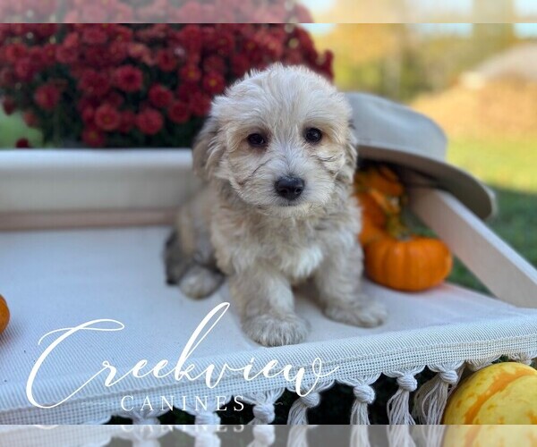 Medium Photo #4 Havachon Puppy For Sale in NIANGUA, MO, USA