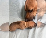 Small Photo #8 Rhodesian Ridgeback Puppy For Sale in KELLER, TX, USA