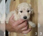 Puppy Mini Male tan Goldendoodle-Poodle (Miniature) Mix