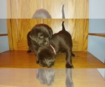 Small Photo #15 Labrador Retriever Puppy For Sale in BLUFFTON, IN, USA