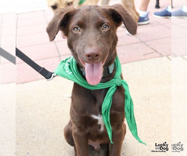 Medium Photo #8 Labrador Retriever-Unknown Mix Puppy For Sale in Washington, DC, USA