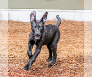 Labrador Retriever-Unknown Mix Dogs for adoption in Hilton Head, SC, USA