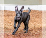 Small Labrador Retriever Mix