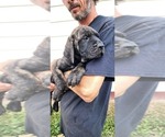 Small Photo #12 Mastiff Puppy For Sale in PARIS, IL, USA