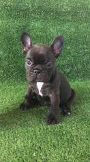 French Bulldog Puppy for sale in FALLON, NV, USA