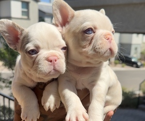 French Bulldog Puppy for Sale in LAS VEGAS, Nevada USA
